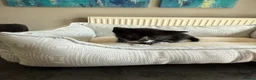 Mixed Breed cats for sale: Beautiful playful kittens for sale - Advert 7