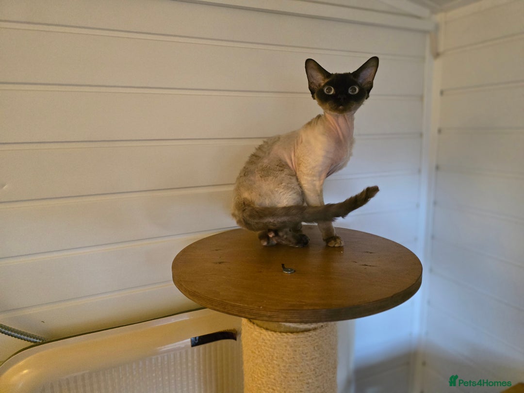 Devon Rex cats for sale: Devon Rex available  - Advert 2