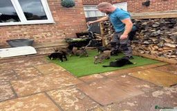 Mixed Breed dogs for sale: Czech shepherd x Belgium malinois - Image 14