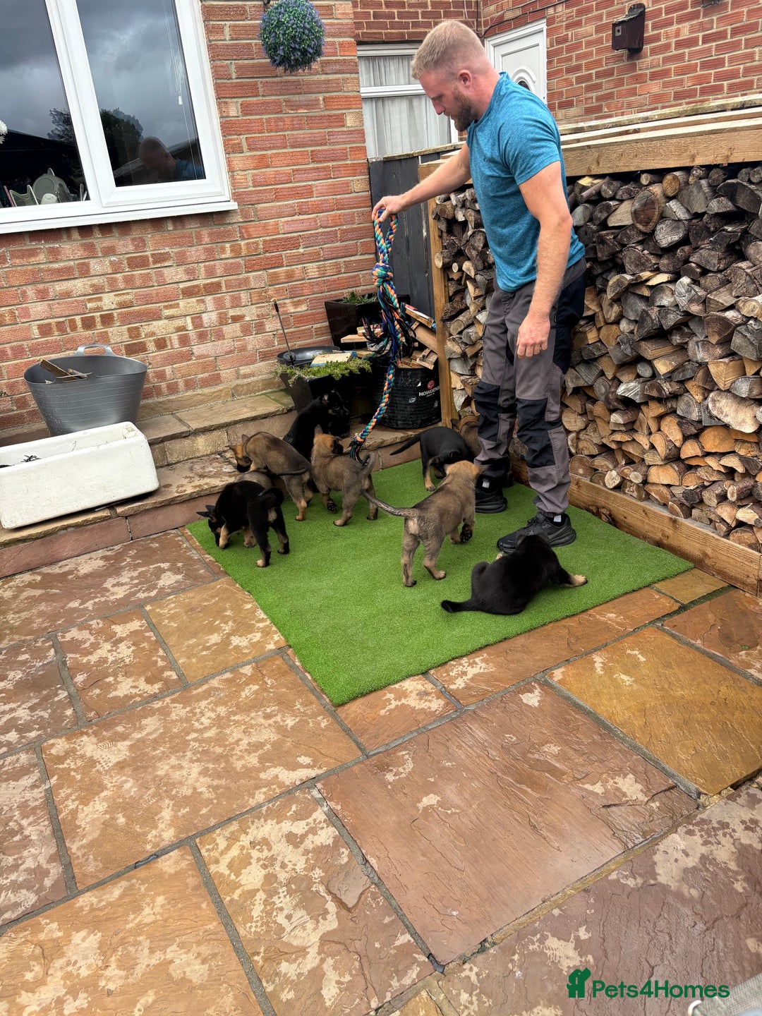 Mixed Breed dogs for sale: Czech shepherd x Belgium malinois - Image 14