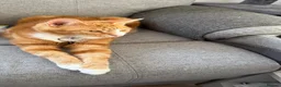 Mixed Breed cats for sale: Marla  - Advert 19