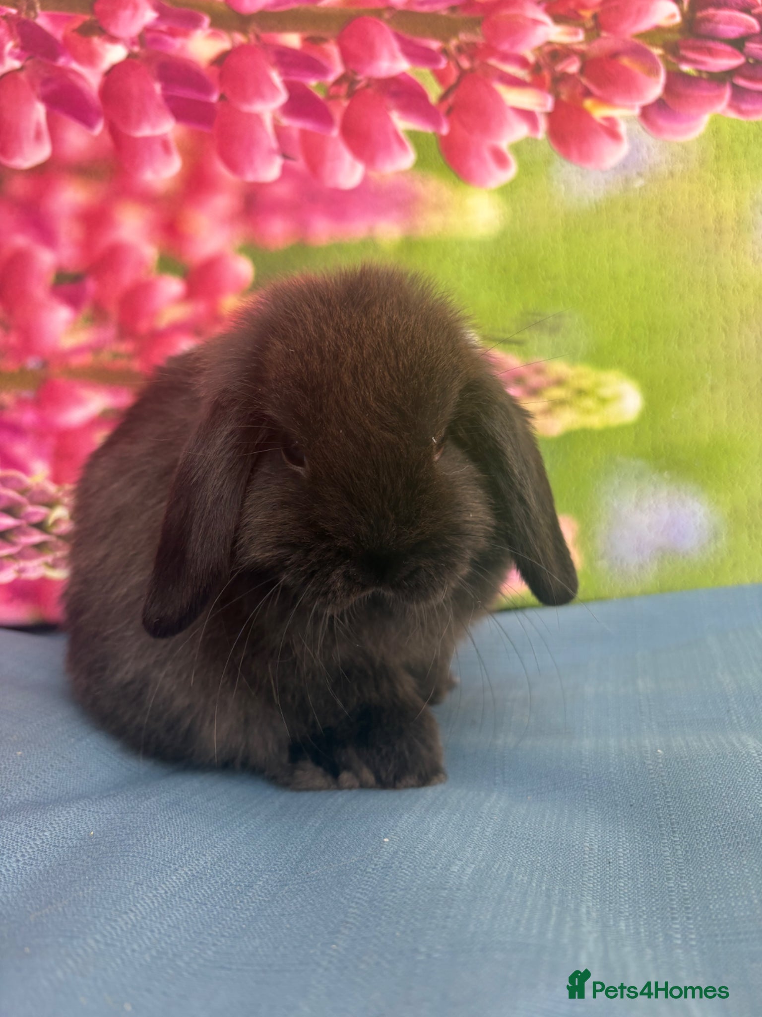 Mini Lop rabbits for sale: Mini lops - Advert 12