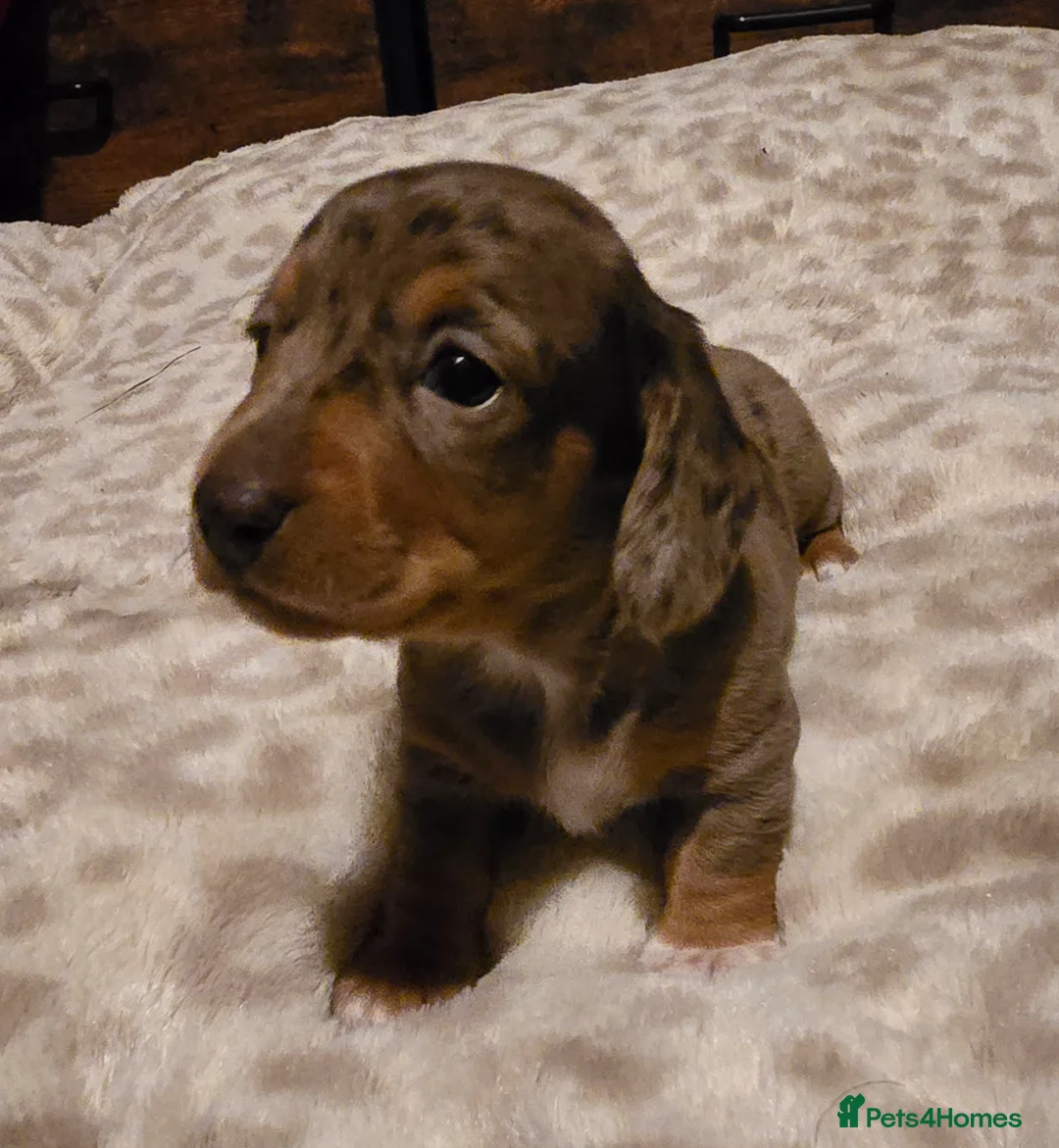 Miniature Dachshund dogs for sale: Kc reg miniature dachshunds puppies  - Advert 7