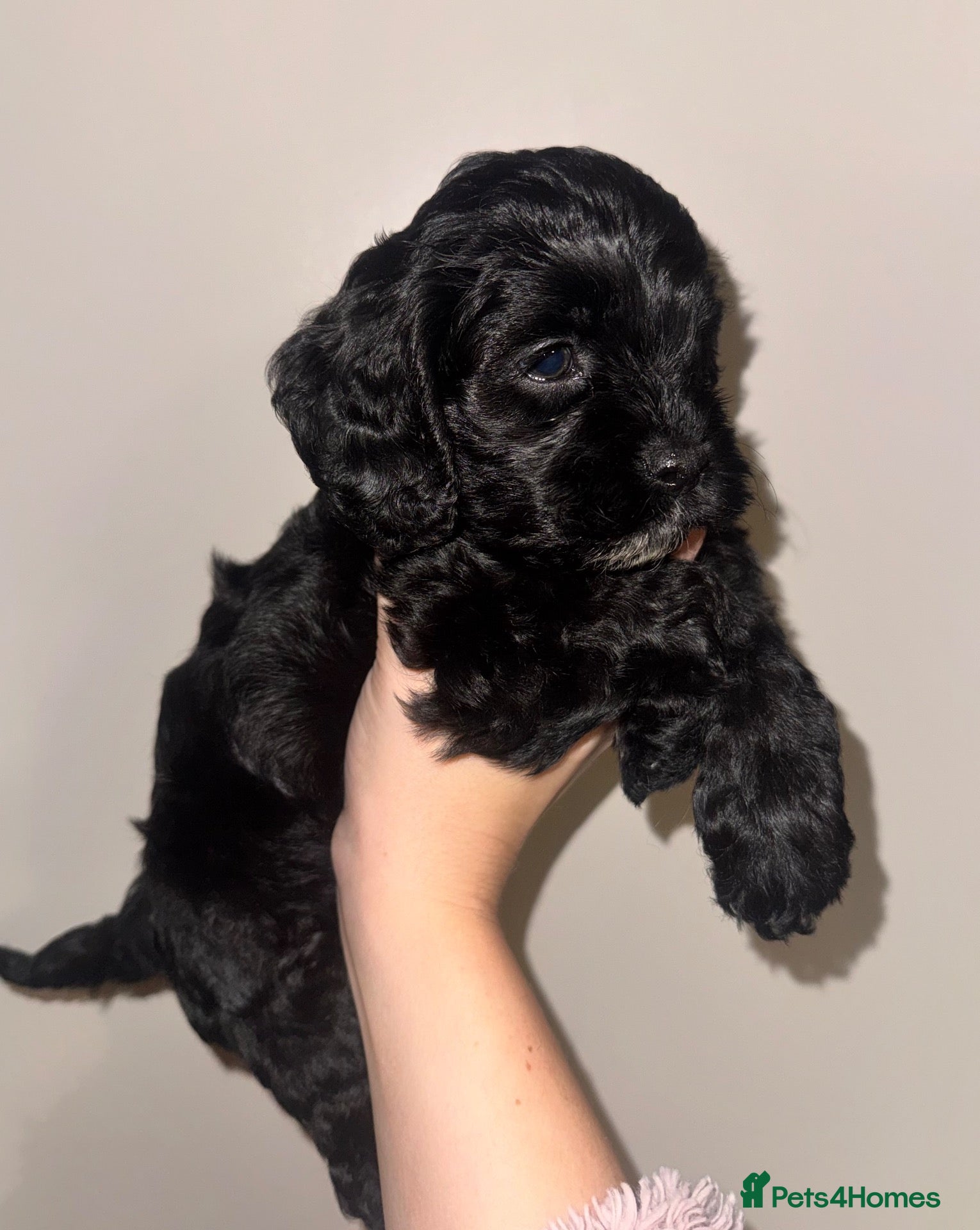 Cockapoo dogs Exceptional F1 Miniature Cockapoo Puppies  - Advert 3