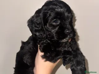 Cockapoo dogs Exceptional F1 Miniature Cockapoo Puppies - Advert 3