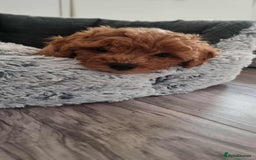 Shihpoo dogs for sale: Only one female puppy   - Image 12