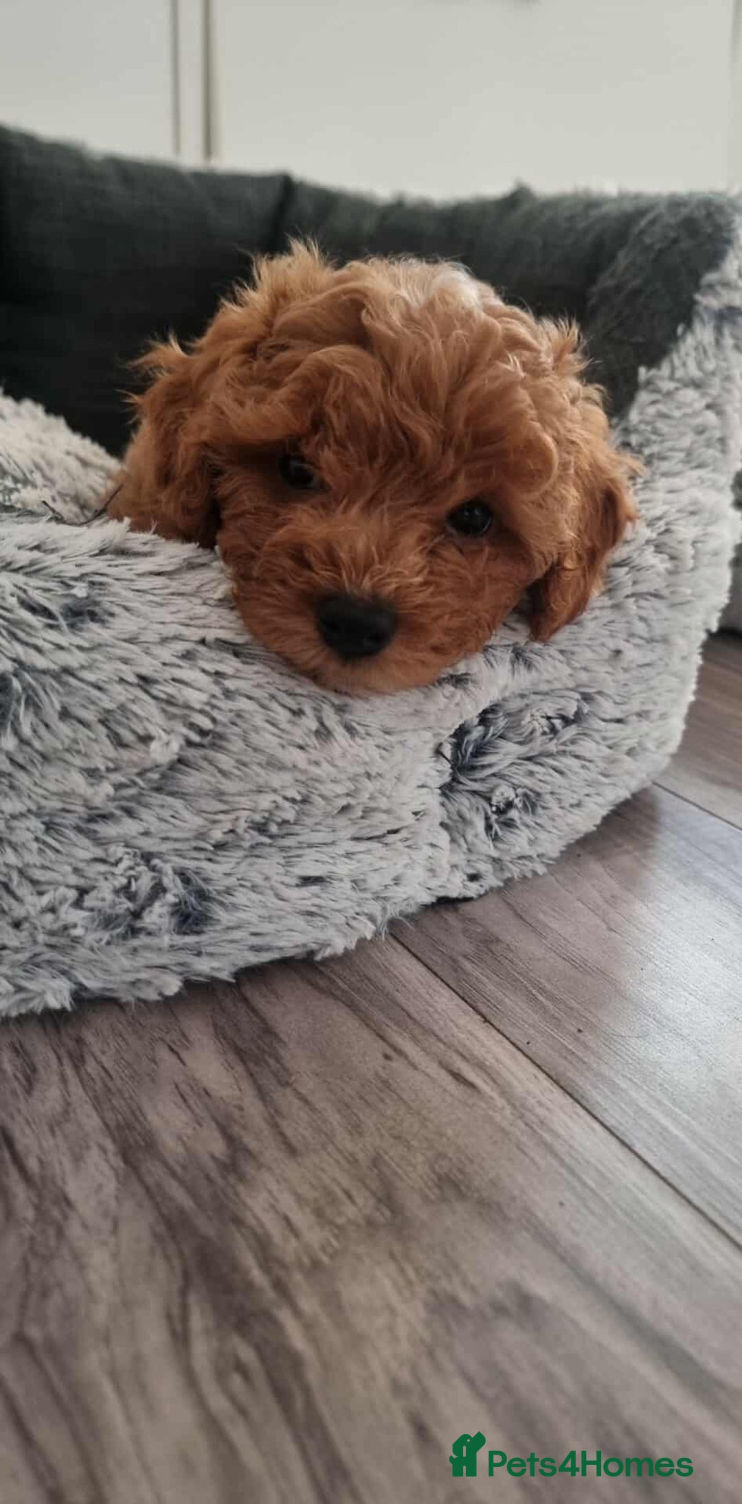 Shihpoo dogs for sale: Only one female puppy   - Image 12