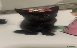 British Shorthair cats for sale: British Shorthair Kittens for sale  - Image 19