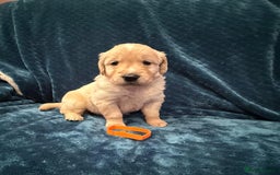 Golden Retriever dogs for sale: Beautiful KC reg Golden Retriever pups - Image 3