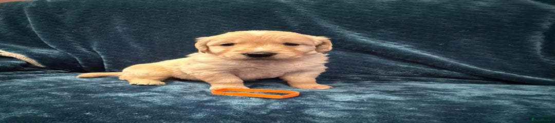 Orange Collar - Jaffa Cake