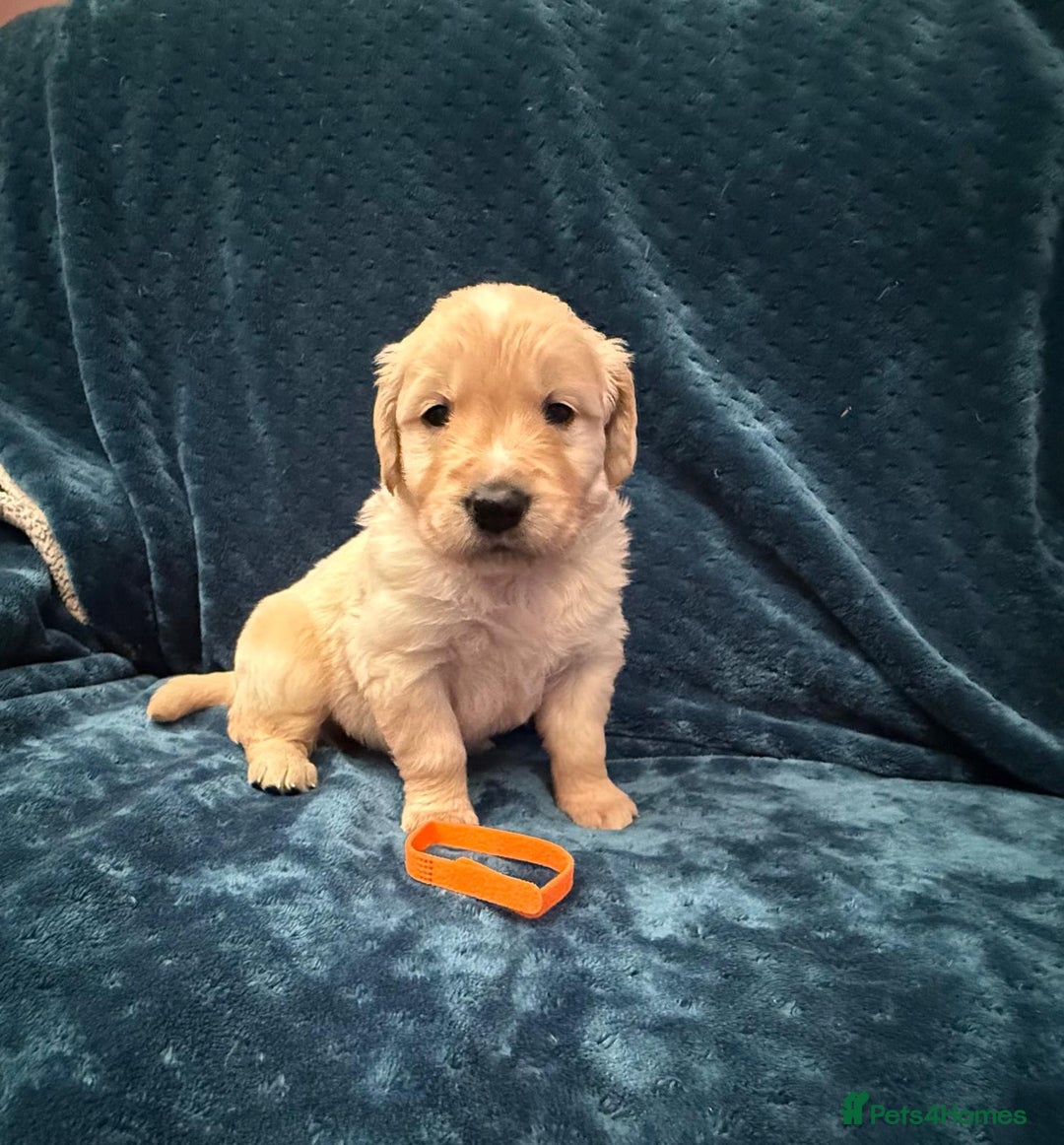 Golden Retriever dogs for sale: Beautiful KC reg Golden Retriever pups - Image 3