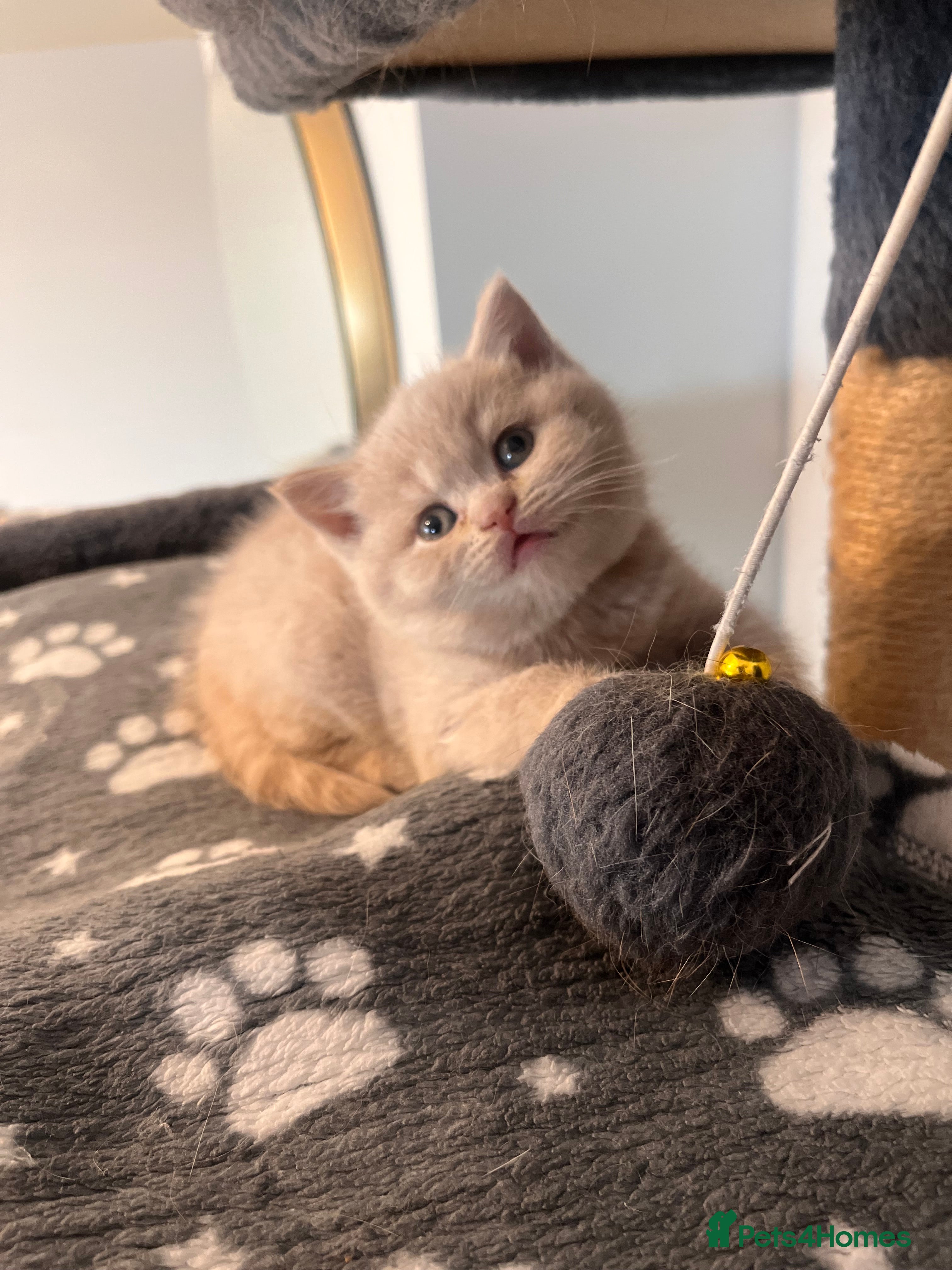 British Shorthair cats High Quality British Shorthair Kittens ⭐️ in London - Advert 5