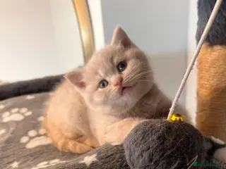 British Shorthair cats High Quality British Shorthair Kittens ⭐️ in London - Advert 5