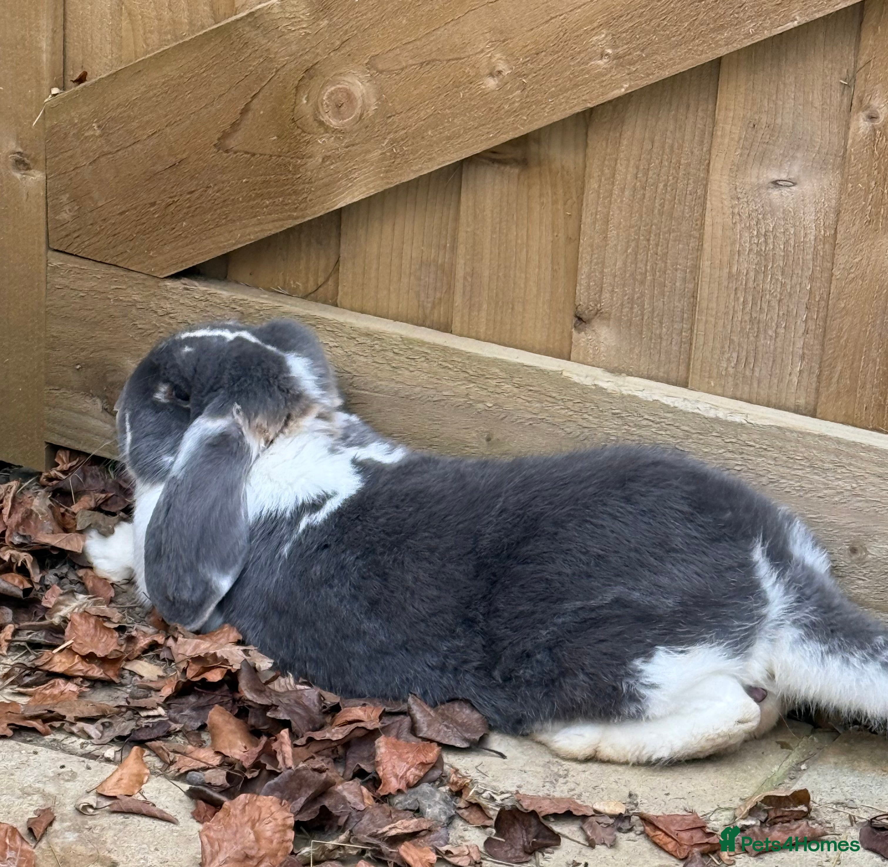 French Lop rabbits Vaccinated Stunning blue otter butterfly boy  - Advert 2