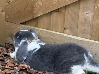 French Lop rabbits Vaccinated Stunning blue otter butterfly boy - Advert 2