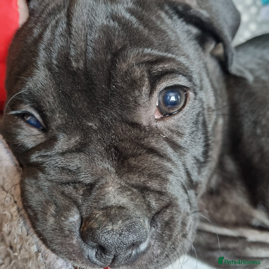 Mixed Breed dogs for sale: Olde english bully x staffordshire bull terrier - Image 2