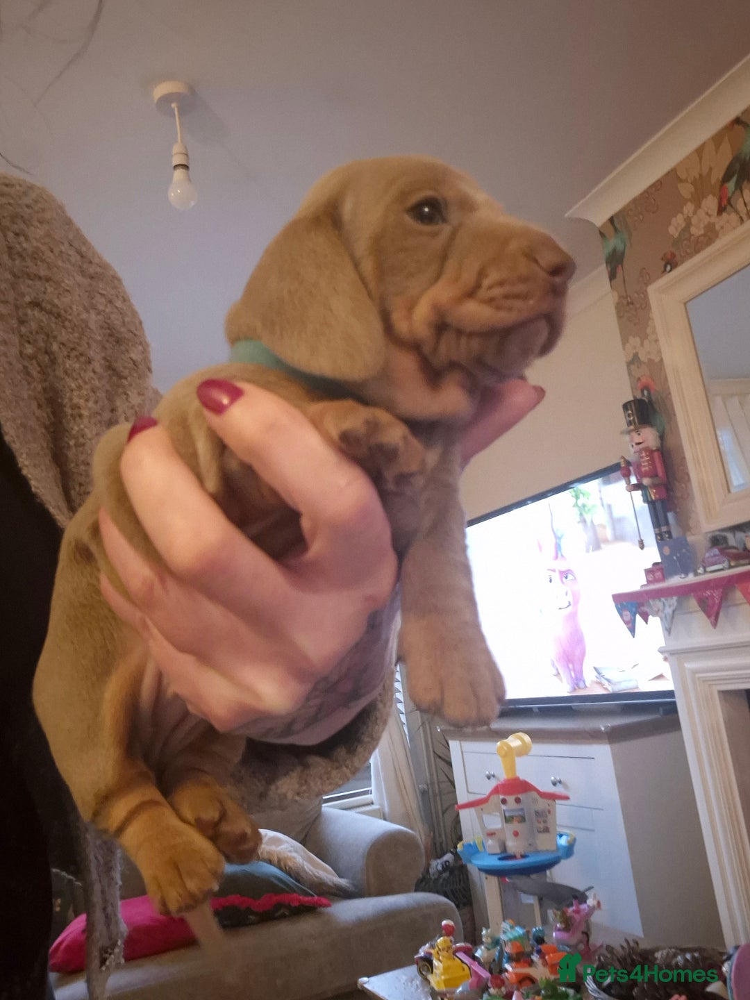 Dachshund dogs for sale: Male miniature dauchounds puppys - Advert 2