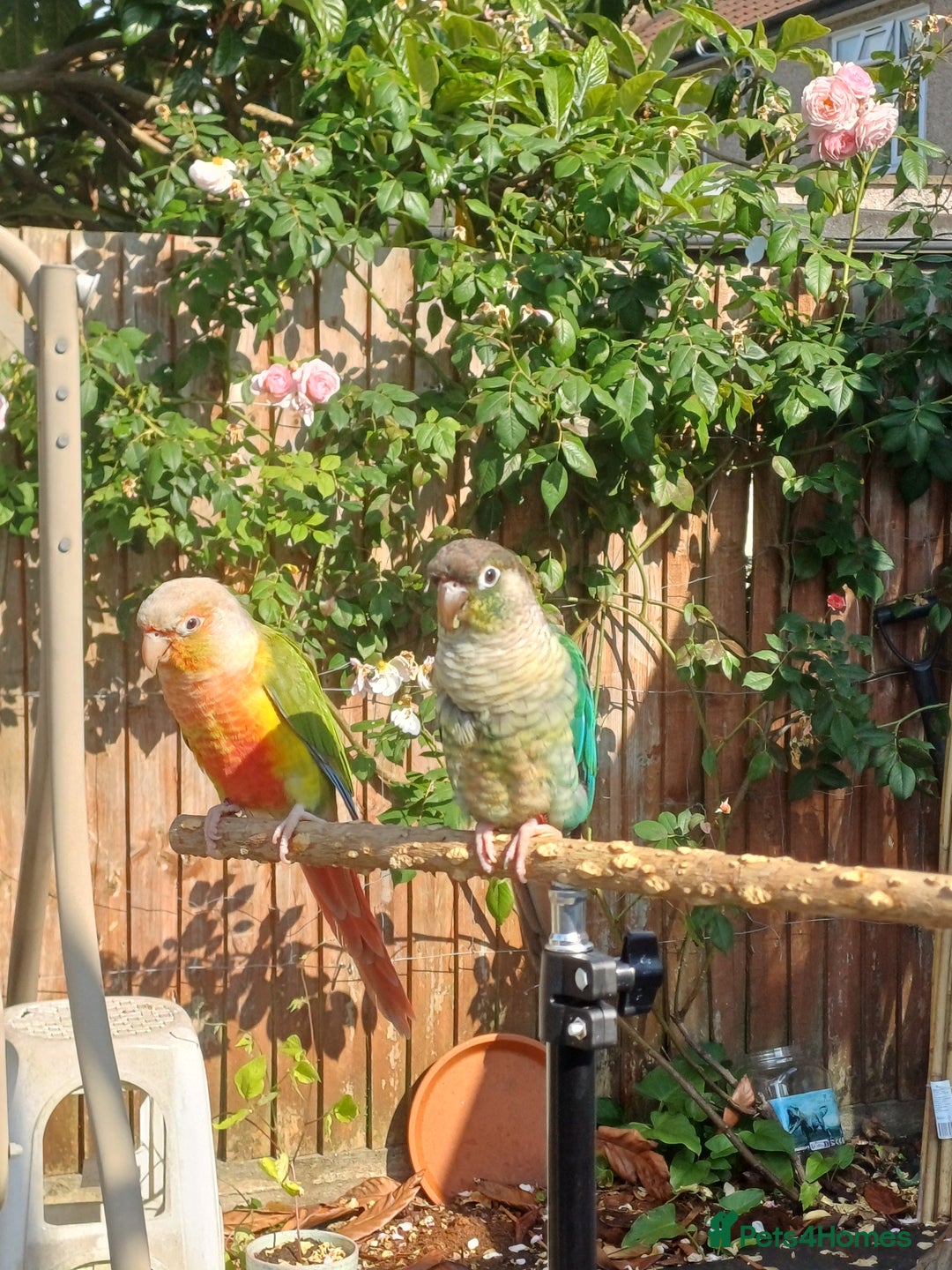 Conures birds for sale: Friendly conures for sale - Image 2