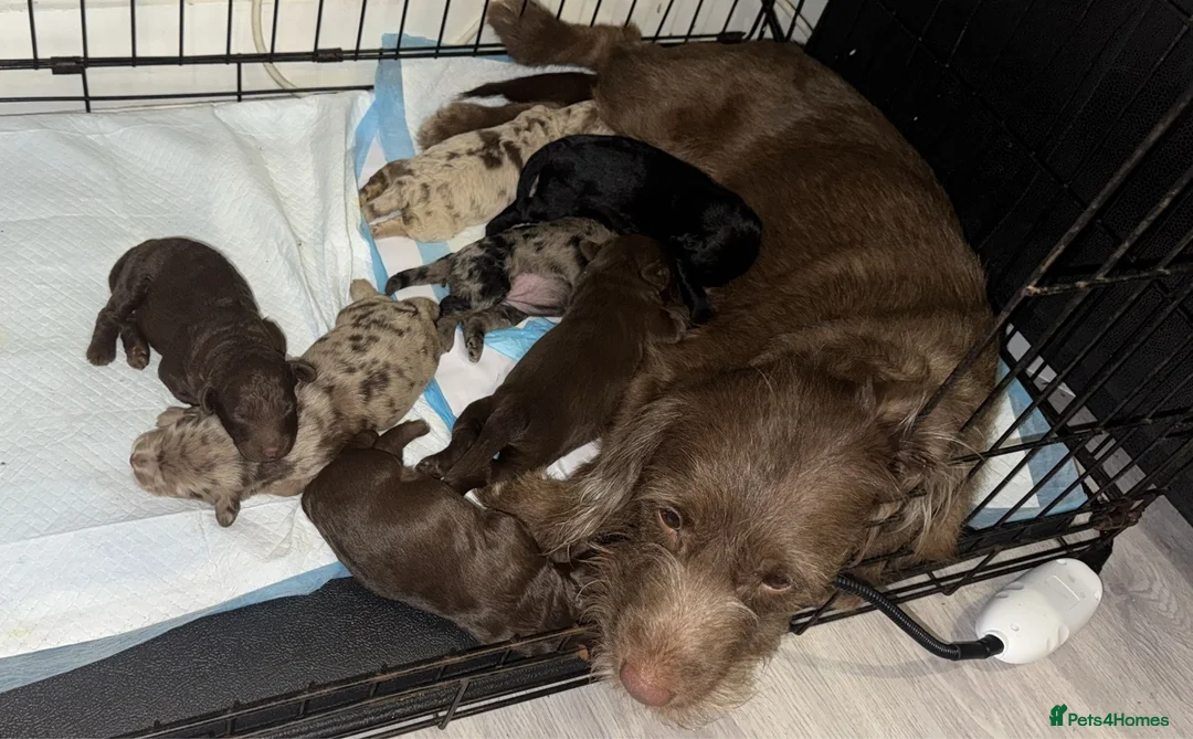 Labradoodle dogs for sale: Chocolate female labradoodle puppy - Advert 7