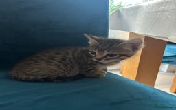Domestic Shorthair cats for sale: Kittens looking for their forever home  - Image 23