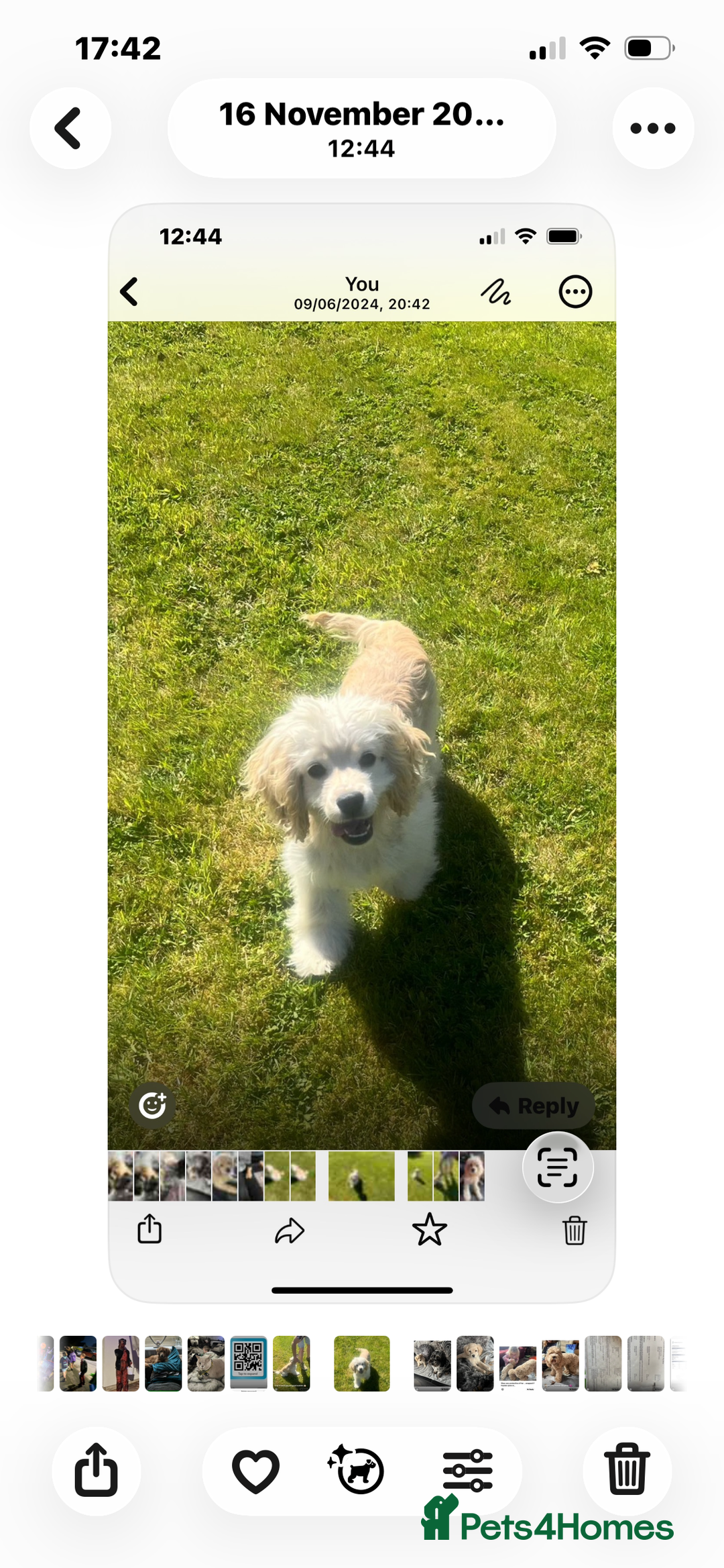 Cockapoo dogs for sale: Tiny cockerpoo pups - Advert 36