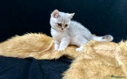 British Shorthair cats for sale: GCCF British short hair kittens for loving homes  - Image 4