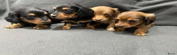Miniature Dachshund dogs for sale: Quality KC Registered Mini Long-Haired Dachshunds  - Advert 5