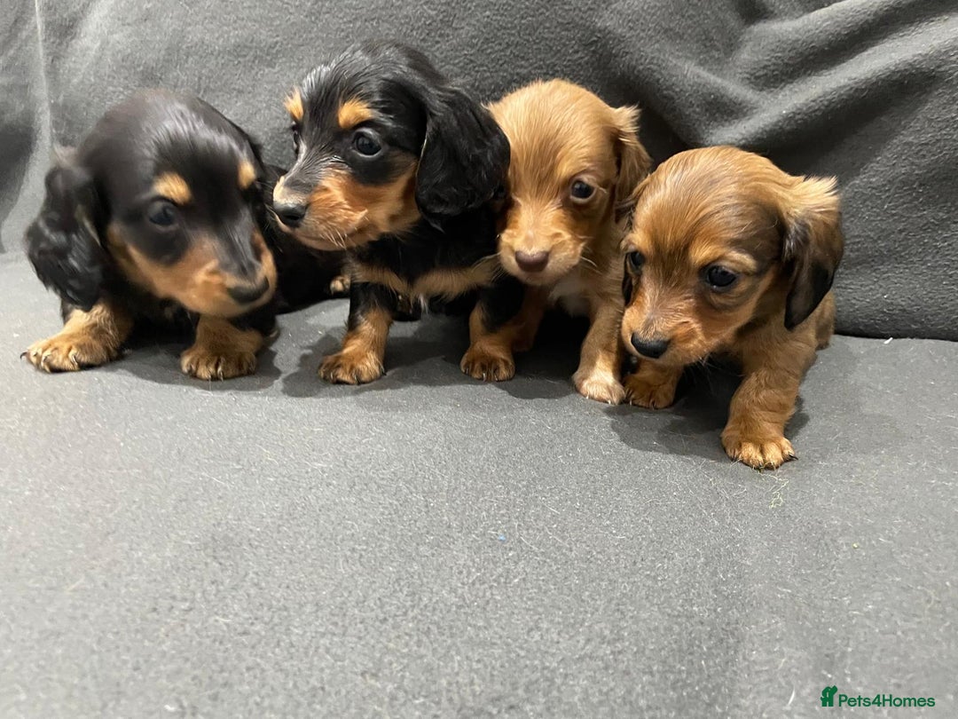 Miniature Dachshund dogs for sale: Quality KC Registered Mini Long-Haired Dachshunds  - Advert 5