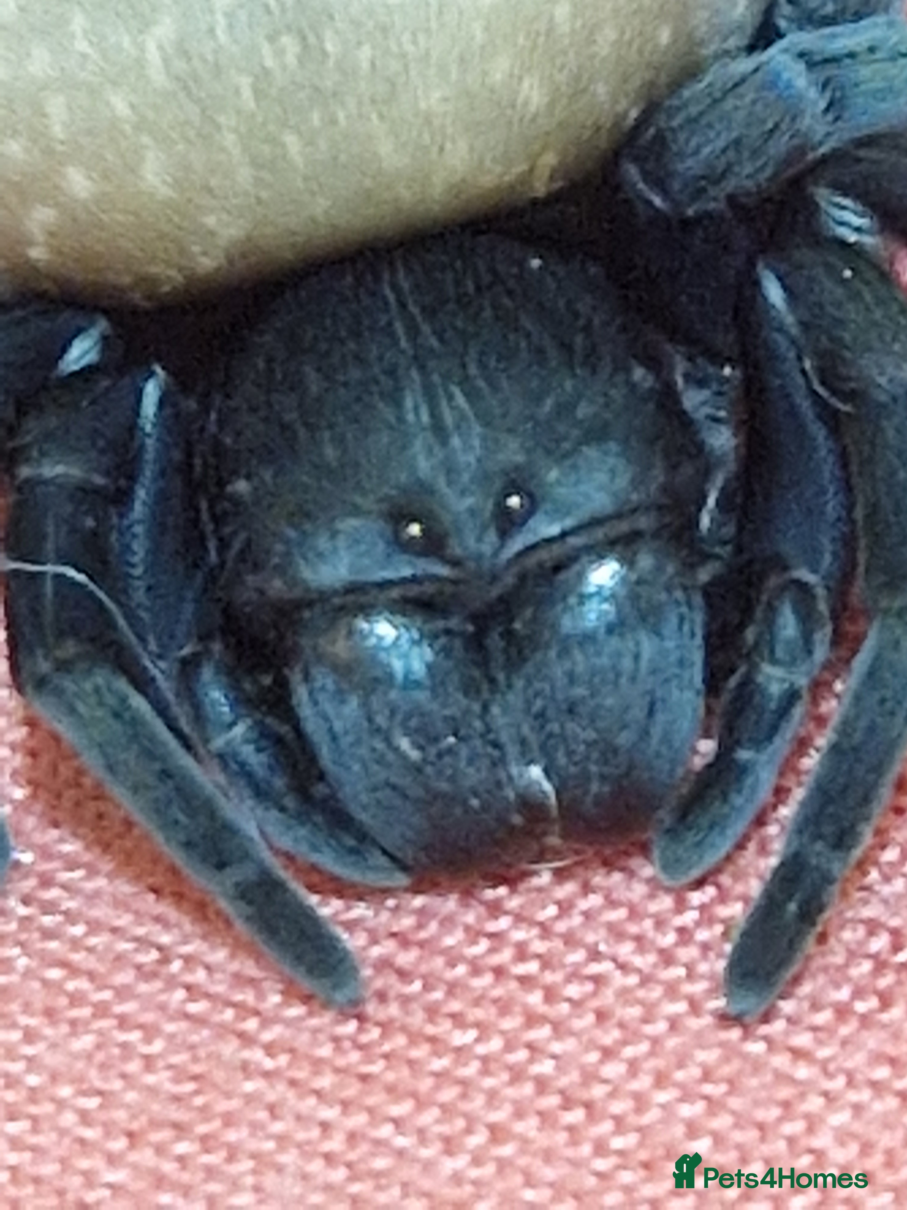 Spiders invertebrates Adorable velvet spiders 🕷  - Advert 1