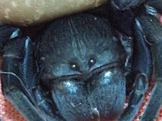 Spiders invertebrates Adorable velvet spiders 🕷 - Advert 1