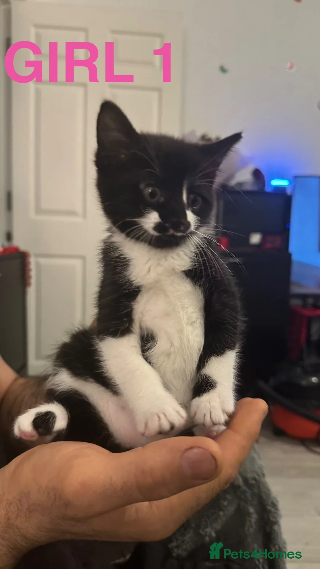 Mixed Breed cats for sale: 3 Adorable Persian-Cross Kittens  in London - Advert 2
