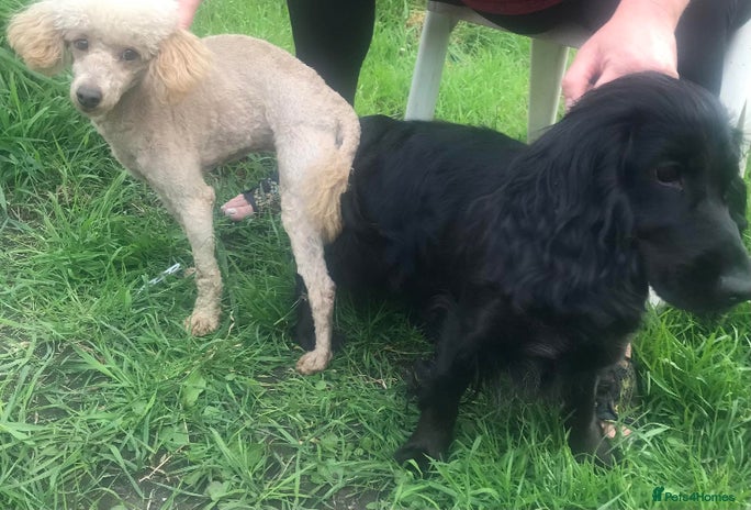 Cockapoo dogs - Advert 16