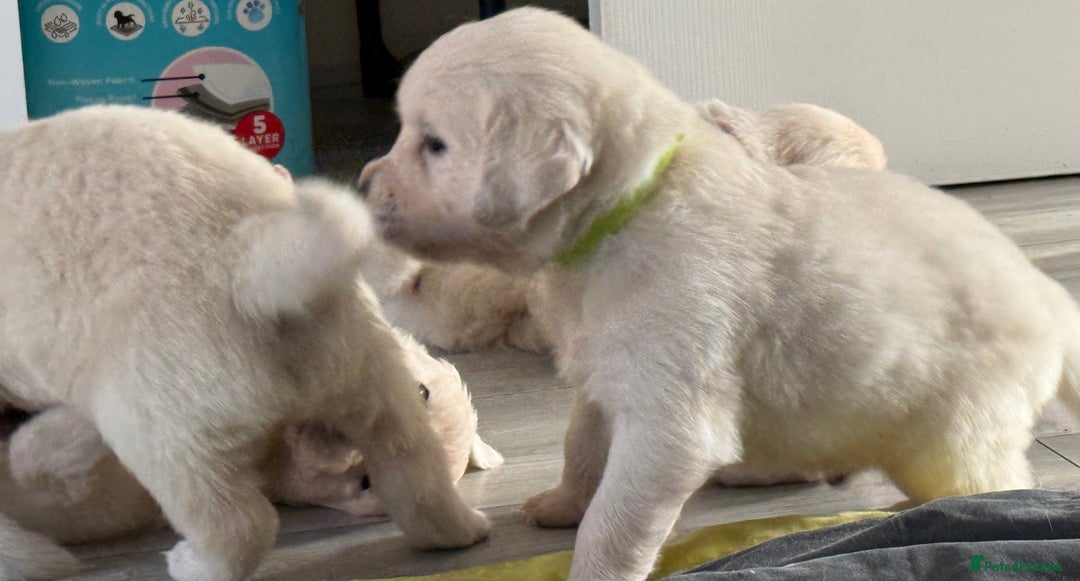 Golden Retriever dogs for sale: Golden Retriever Puppies 4 boys & 3 girls  - Image 21