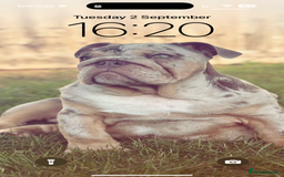 English Bulldog dogs for sale: Lando - Image 1