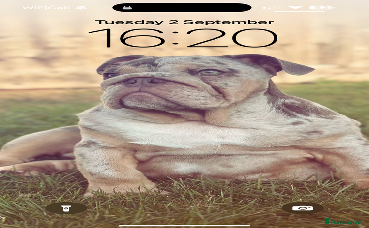 English Bulldog dogs - Advert 4