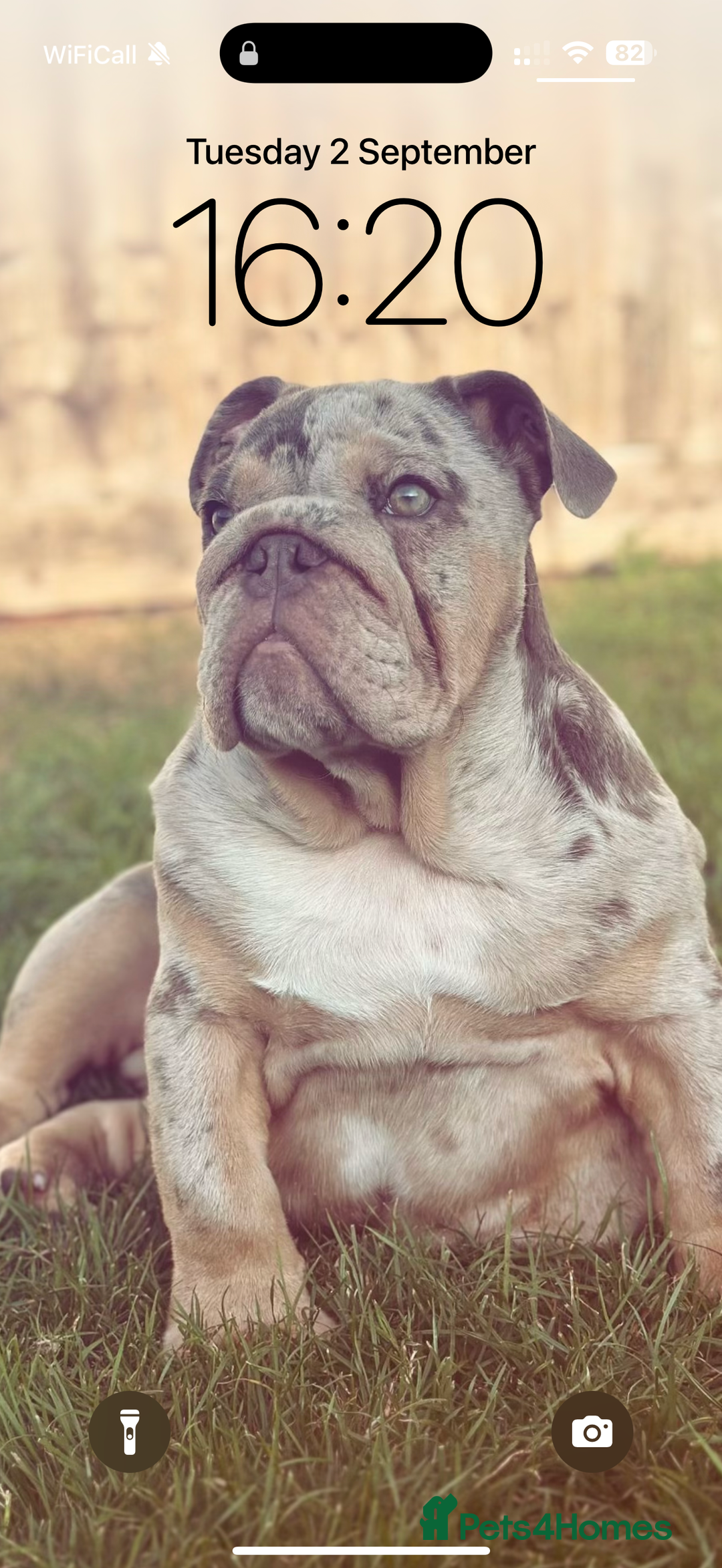 English Bulldog dogs for sale: Lando - Image 1