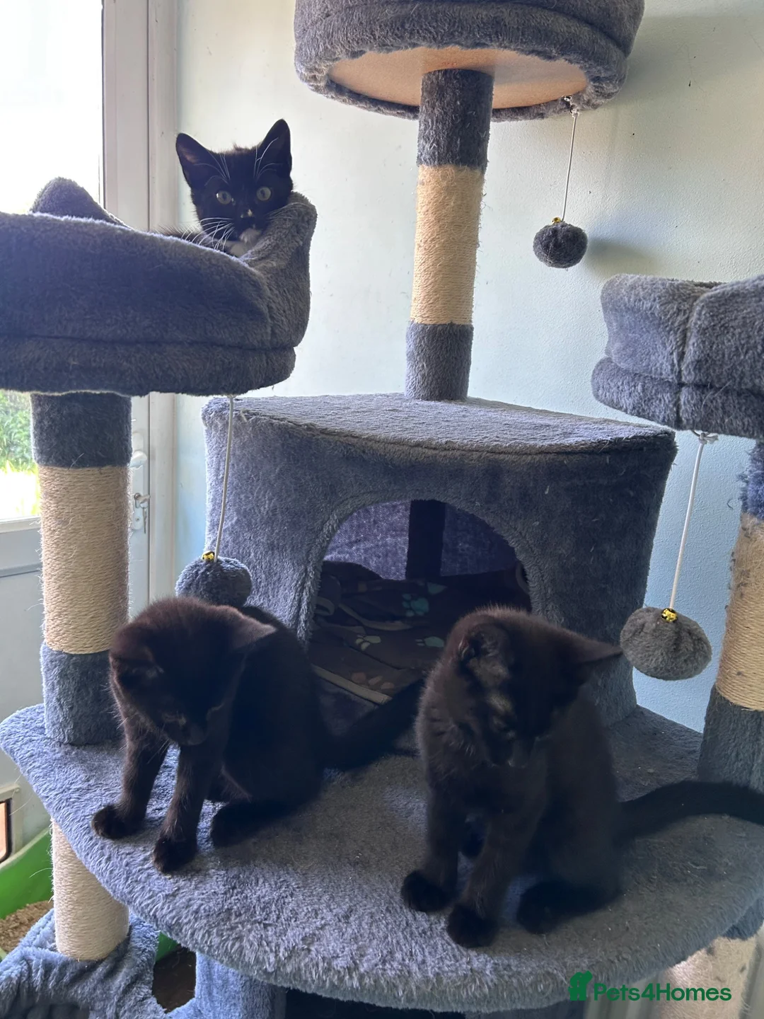 Mixed Breed cats for sale: Three beautiful friendly kittens  - Advert 1