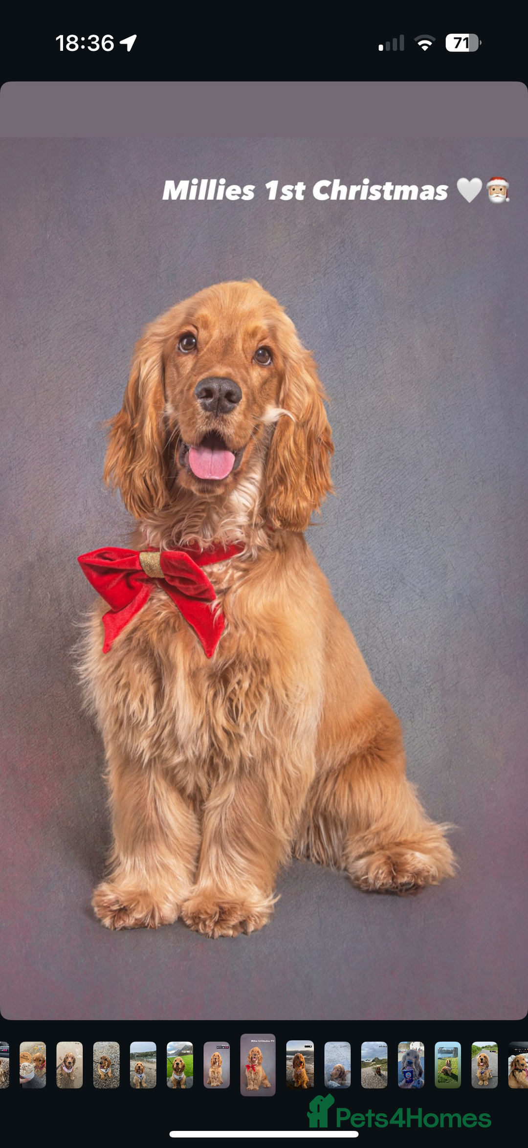 Cocker Spaniel dogs for sale: Waiting list now open🌟Villaspaniol lines - KC REG - Advert 4