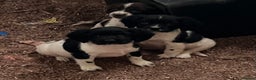 English Springer Spaniel dogs for sale: Beautiful springer spaniel puppies for sale  - Advert 5