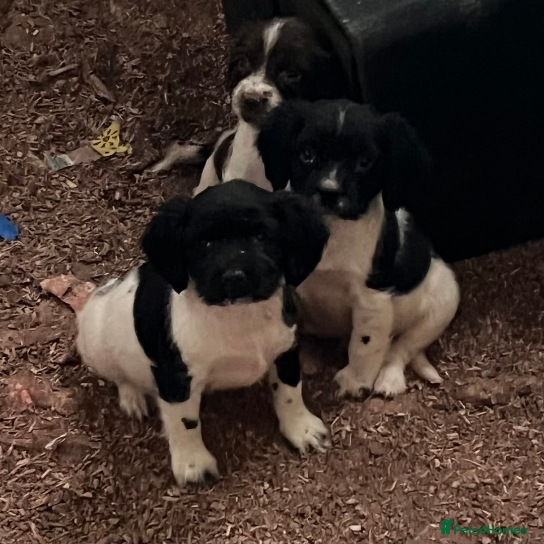 English Springer Spaniel dogs for sale: Beautiful springer spaniel puppies for sale  - Advert 5