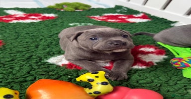 Staffordshire Bull Terrier dogs - Advert 3
