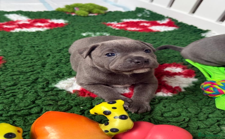 Staffordshire Bull Terrier dogs - Advert 3