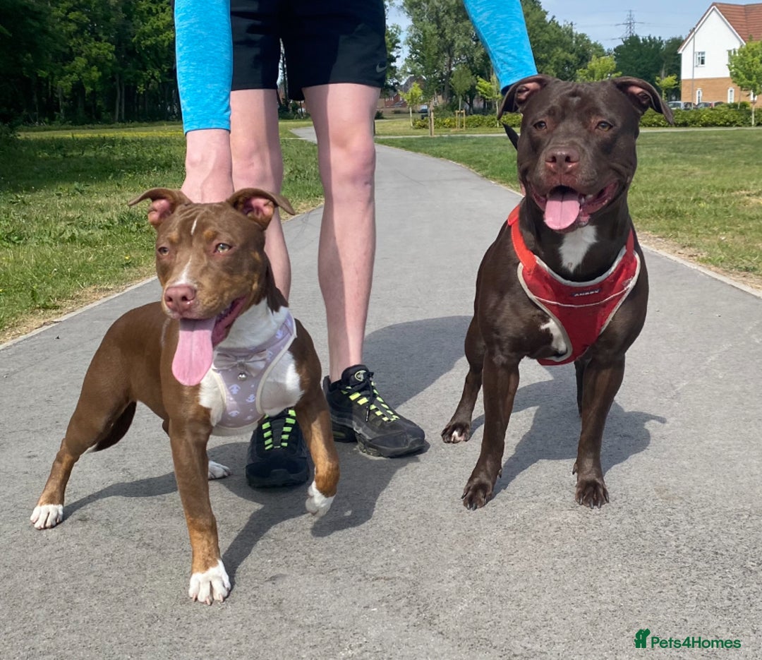 Staffordshire Bull Terrier dogs for stud: Quality STUD carries blue, red and tri gene  - Advert 17