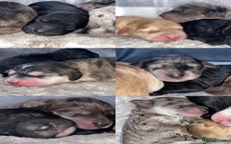 Cockapoo dogs for sale: Beautiful 5⭐️ F1 Cockapoos! - Image 9