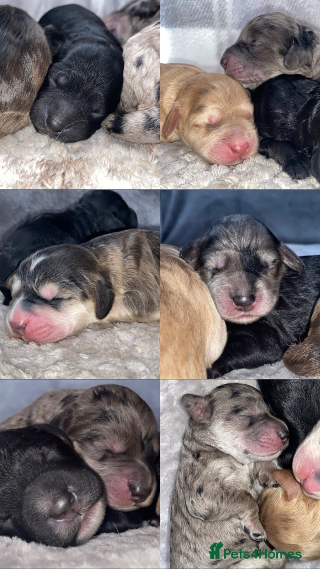 Cockapoo dogs for sale: Beautiful 5⭐️ F1 Cockapoos! - Image 9