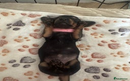 Miniature Dachshund dogs for sale: Miniature daschund puppies - Image 29