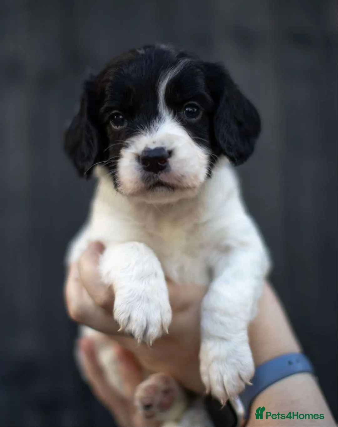 Sprocker dogs for sale: Ready to go in two weeks!! 4 sprocker pups left 🐶 in Beverley - Advert 8