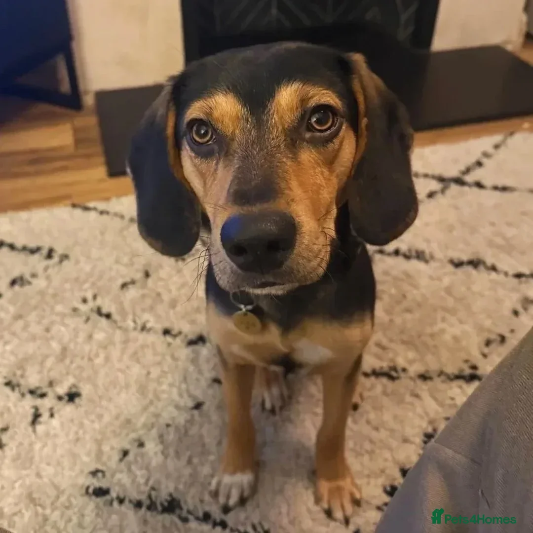 Mixed Breed dogs for adoption: Ivan (Greek Harehound) in Chislehurst - Advert 2