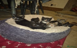 Mixed Breed cats for sale: Beautiful Kittens looking for forever homes  - Image 1