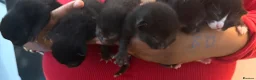 Domestic Shorthair cats for sale: Adorable Kittens looking for Their Forever Homes  - Advert 3